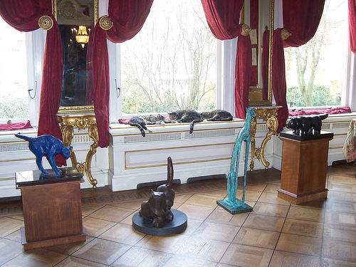 Des chats