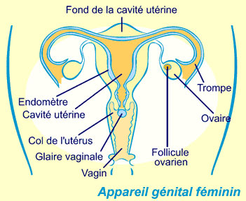 appareil_genital_feminin.jpg Appareil genital feminin